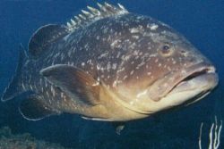 O mero (Epinephelus itajara) é um peixe que pertence à família dos serranídeos, e representa, juntamente com garoupas, chernes e badejos.