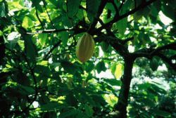 Cultivo de Cacau em Ilhéus