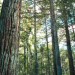  Parque das Sequoias<BR />Créditos: Prefeitura Municipal de Canela