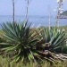  Praia de Zimbros<BR />Créditos: Prefeitura Municipal de Bombinhas