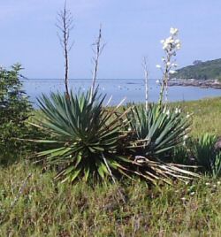 Praia de Zimbros