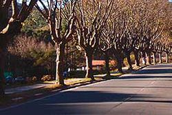 Avenida Dr. Januário Miráglia