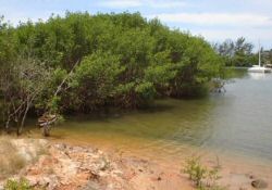 Manguezal em Guarapari